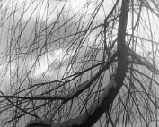 chrschtbam sauer 1964_003 My beautiful picture