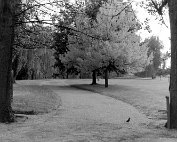 parc 1968_003 My beautiful picture