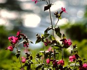 lanscht sauer 22.5. 1977_005