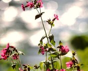 lanscht sauer 22.5. 1977_006