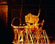 zirkus 12.11.1978_019 My beautiful picture