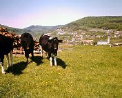 ausfluch an iessen 15.5.1980_004 My beautiful picture