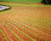 feld 29.5.1982_001 My beautiful picture