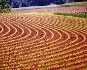 feld 29.5.1982_003 My beautiful picture