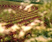 feld 29.5.1982_004 My beautiful picture