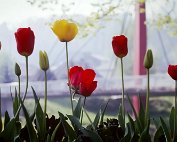 Parc 5.4.1989 _009 My beautiful picture