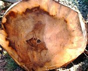 de Ritwee erof 27.2.1995_008 My beautiful picture