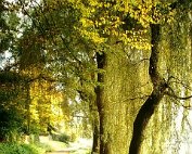 lanscht Sauer 12.10.1997_003 My beautiful picture