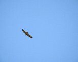 Bussard 5.4.2020 001