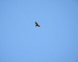 Bussard 5.4.2020 002