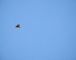 Bussard 5.4.2020 003