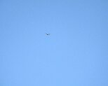Bussard 5.4.2020 005
