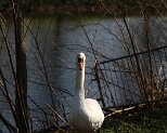 Schwan 8.4.2020014