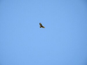 Bussard 5.4.2020