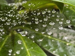 Waasser Netz 10.9.2021