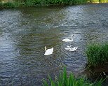 Schwan 16.6.2022 0005
