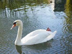 Schwan 18.4.2022