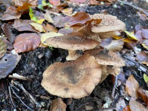 Trimmdich Champignonen 22.10.2022